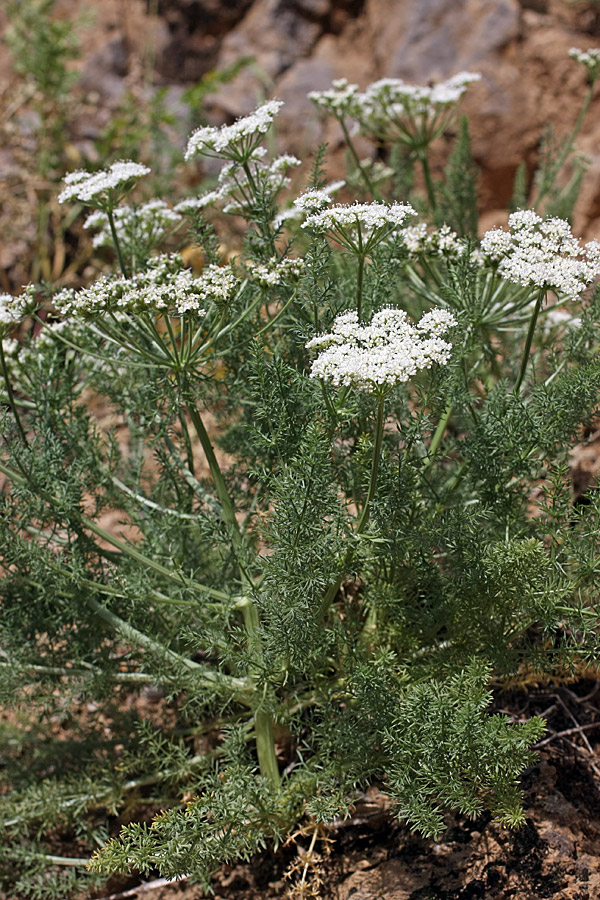 Image of Schrenkia golickeana specimen.