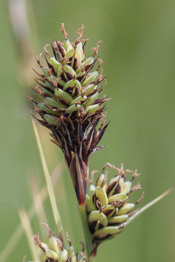 Image of Carex buxbaumii specimen.