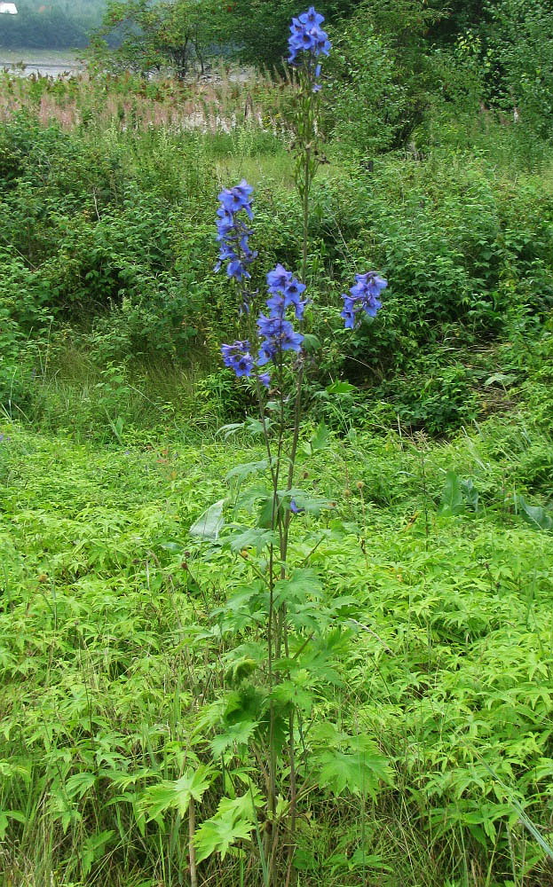 Изображение особи Delphinium elatum.