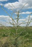 Bassia laniflora