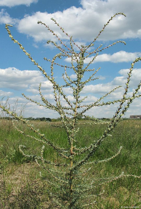 Изображение особи Bassia laniflora.