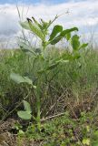 Vicia narbonensis. Плодоносящее растение. Краснодарский край, Темрюкский р-н, мыс Железный Рог, приморский обрывистый глинистый склон. 09.05.2015.