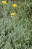 Tanacetum millefolium