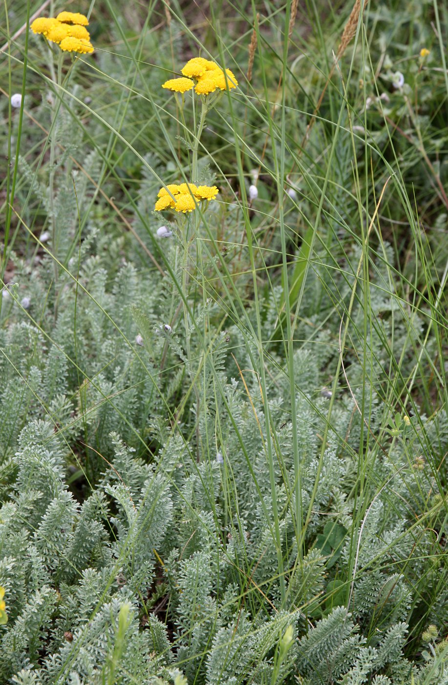 Изображение особи Tanacetum millefolium.