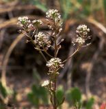 Lepidium cartilagineum. Соцветие с цветками и незрелыми плодами. Казахстан, Павлодарская обл., правый берег Иртыша в 90 км ниже Павлодара, между сс. Теренколь [Качиры, Кашир] и Песчаное; ложбина древнего стока - система оз. Карасу из остаточных полупроточных и самоосадочных бессточных озёр, гидроморфный галофильнокустарничковый (обионовый в комплексе с галофильнозлаковым) солончак на юго-восточной кромке котловины высыхающего безымянного озера. 11 июня 2014 г.