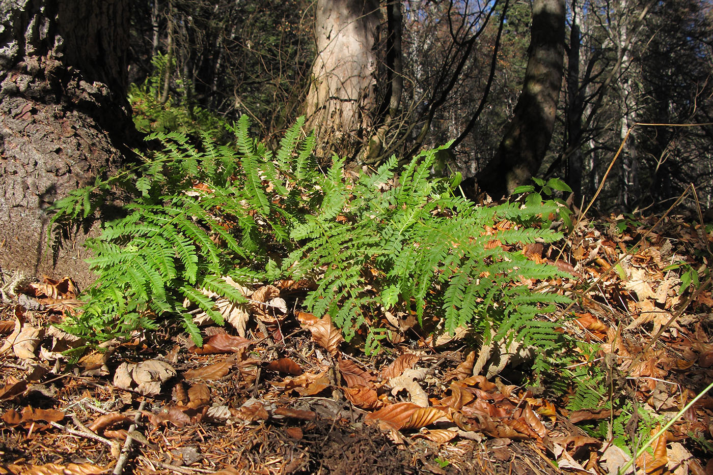 Изображение особи род Dryopteris.