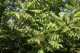Juglans ailanthifolia. Часть кроны. Белгородская обл., \"Лес на Ворскле\", дендрарий. 02.07.2009.