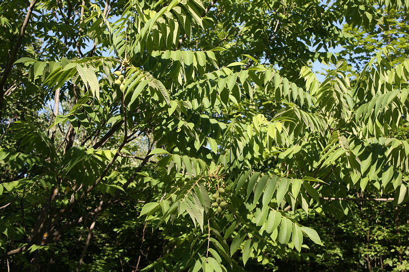 Image of Juglans ailanthifolia specimen.