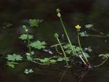 Ranunculus radicans. Растение с цветками и завязавшимися плодами. Бурятия, Кабанский р-н, окр. ж.-д. ст. Речка Мишиха, слабопроточный водоем в пойме р. Мишиха. 21.07.2013.