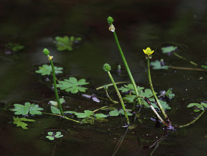 Image of Ranunculus radicans specimen.