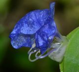 Commelina erecta