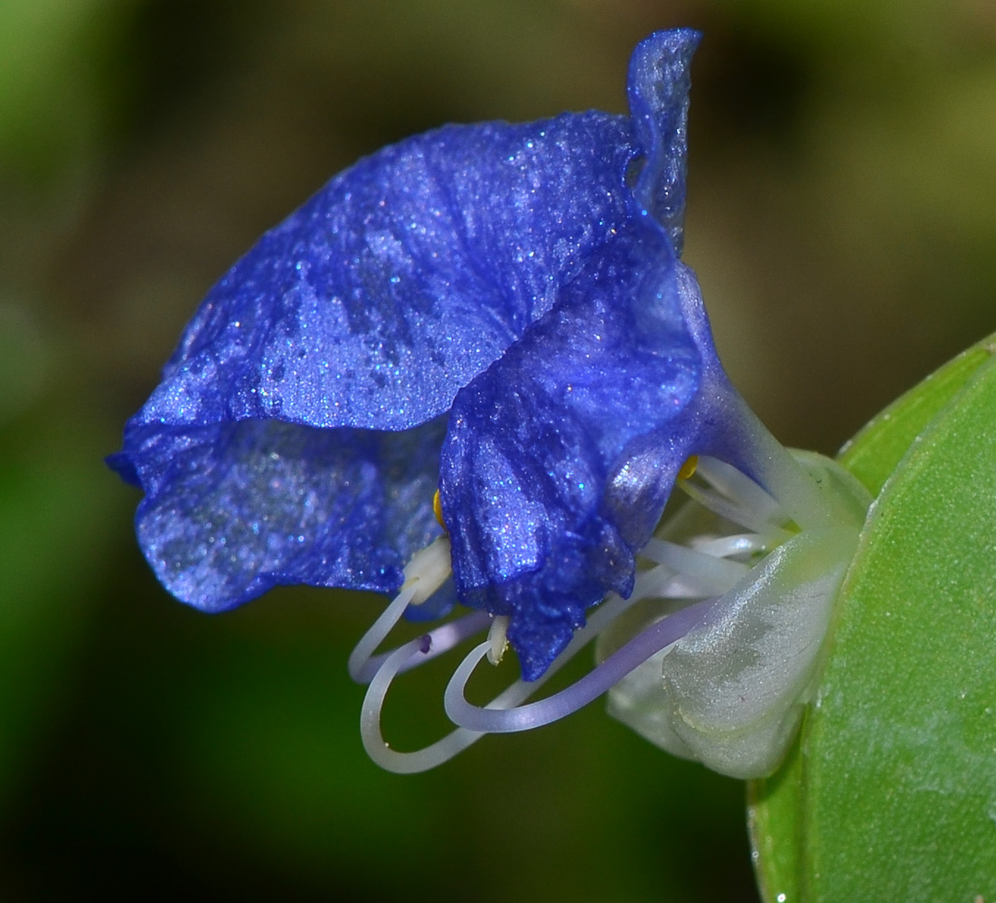 Изображение особи Commelina erecta.