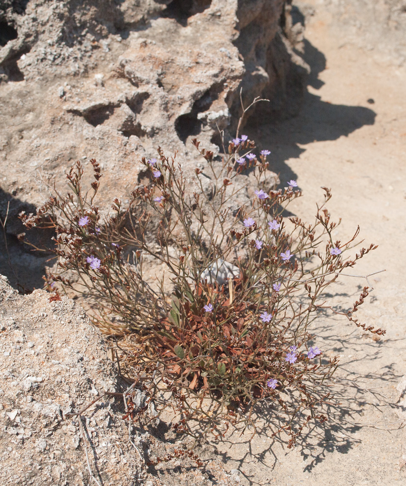 Изображение особи Limonium virgatum.