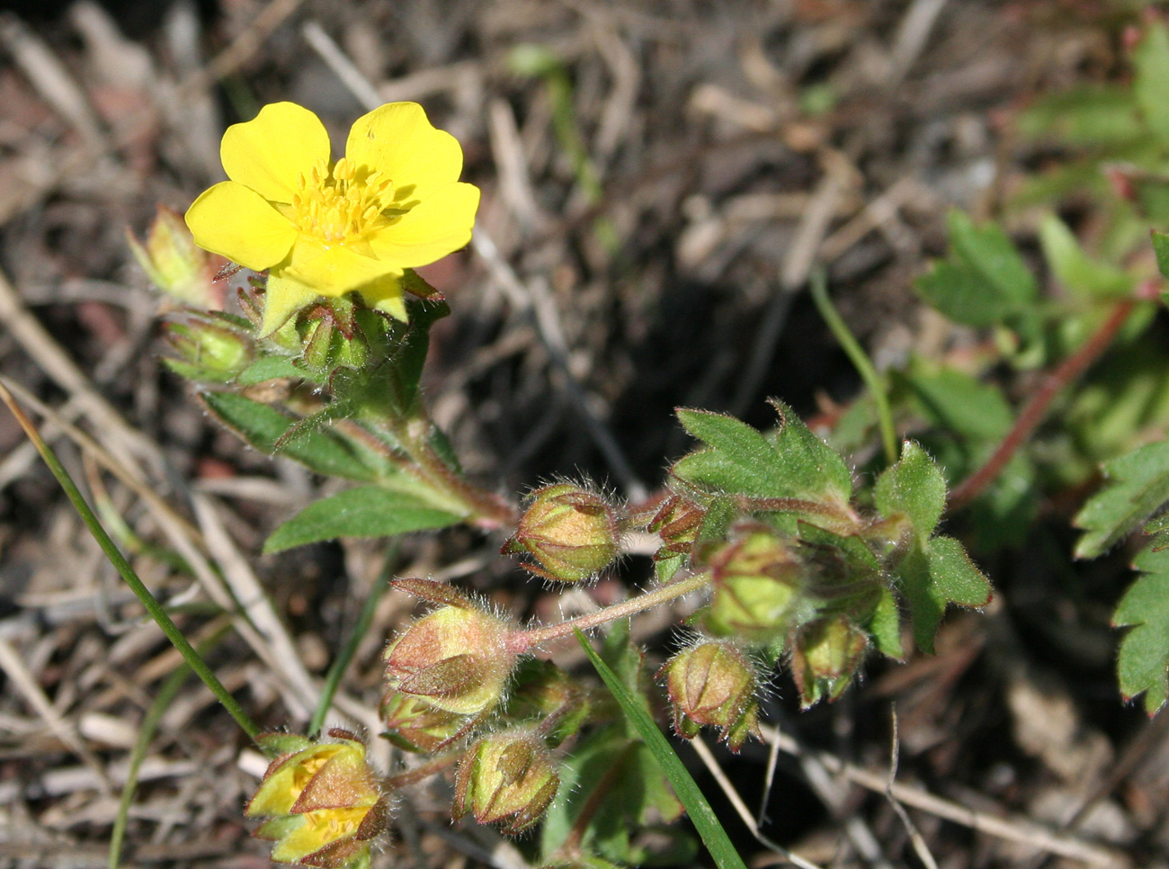 Image of Potentilla humifusa specimen.