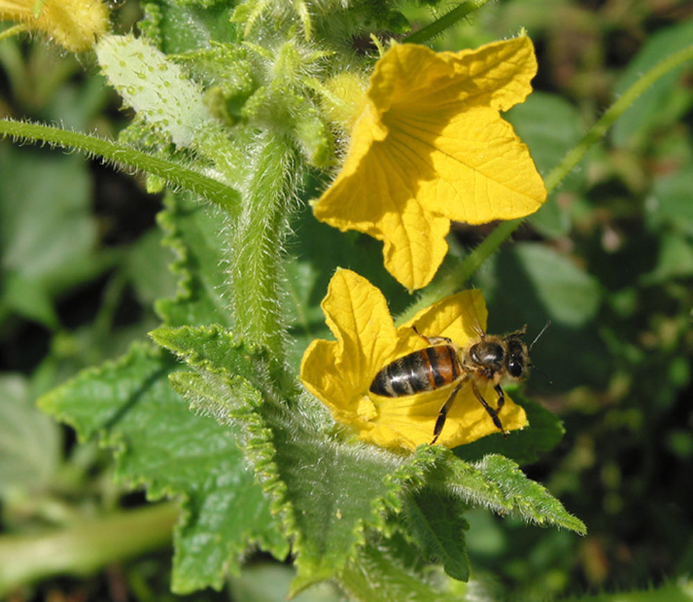 Image of Cucumis sativus specimen.