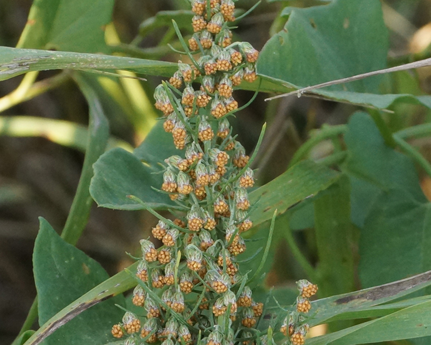 Image of Artemisia abrotanum specimen.