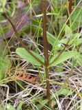 Gentianella lingulata. Нижняя часть цветущего растения. Мурманская обл., п-ов Средний, устье р. Выкат, приморский луг. 31.07.2015.