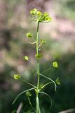 Euphorbia jaxartica