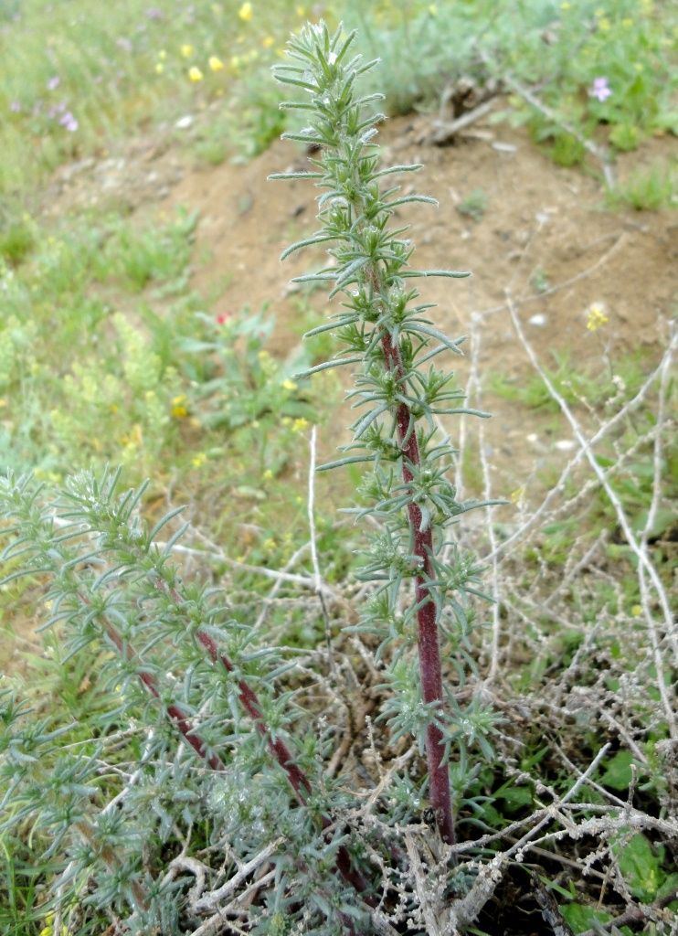 Image of Bassia prostrata specimen.