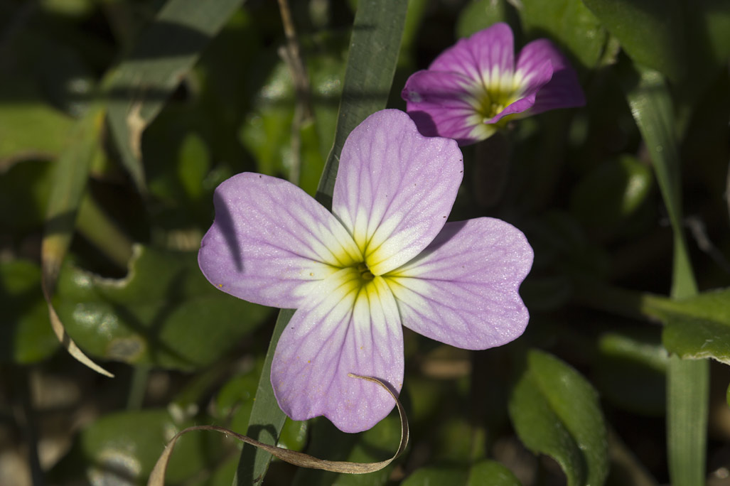 Изображение особи Malcolmia flexuosa.