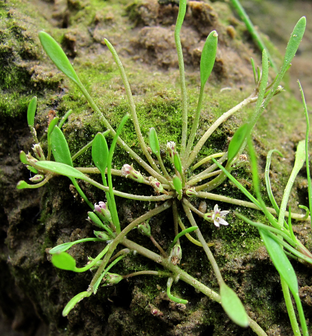 Image of Limosella aquatica specimen.