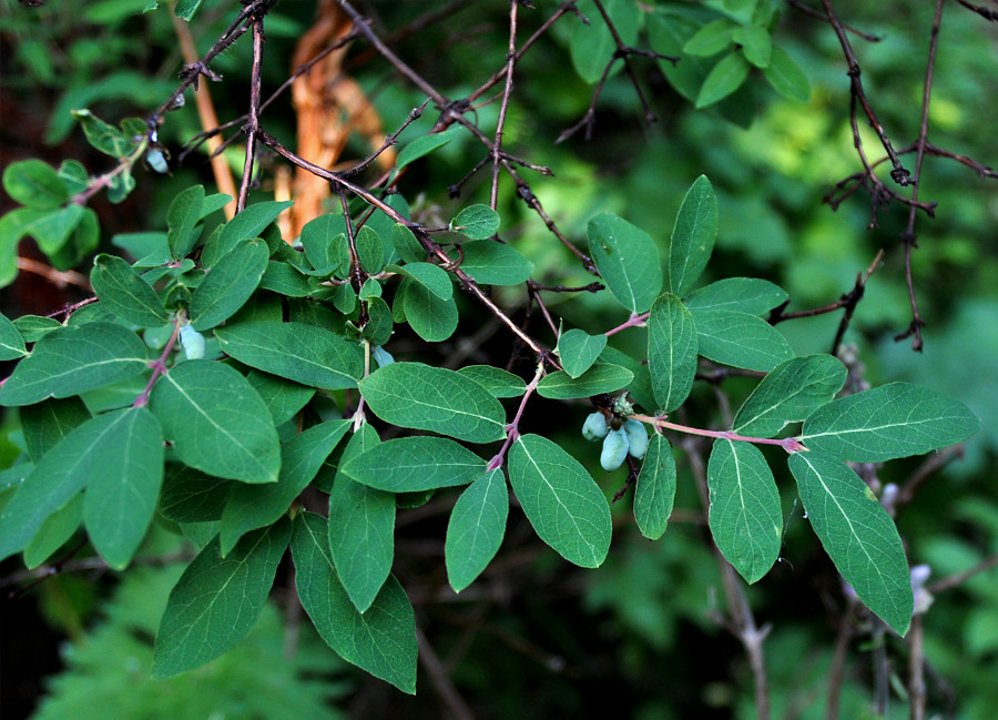Image of Lonicera altaica specimen.