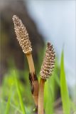 Equisetum arvense. Верхушки генеративных побегов со стробилами. Ленинградская обл., Ломоносовский р-н, долина р. Шингарка, влажный луг. 17.05.2015.