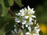 Amelanchier spicata