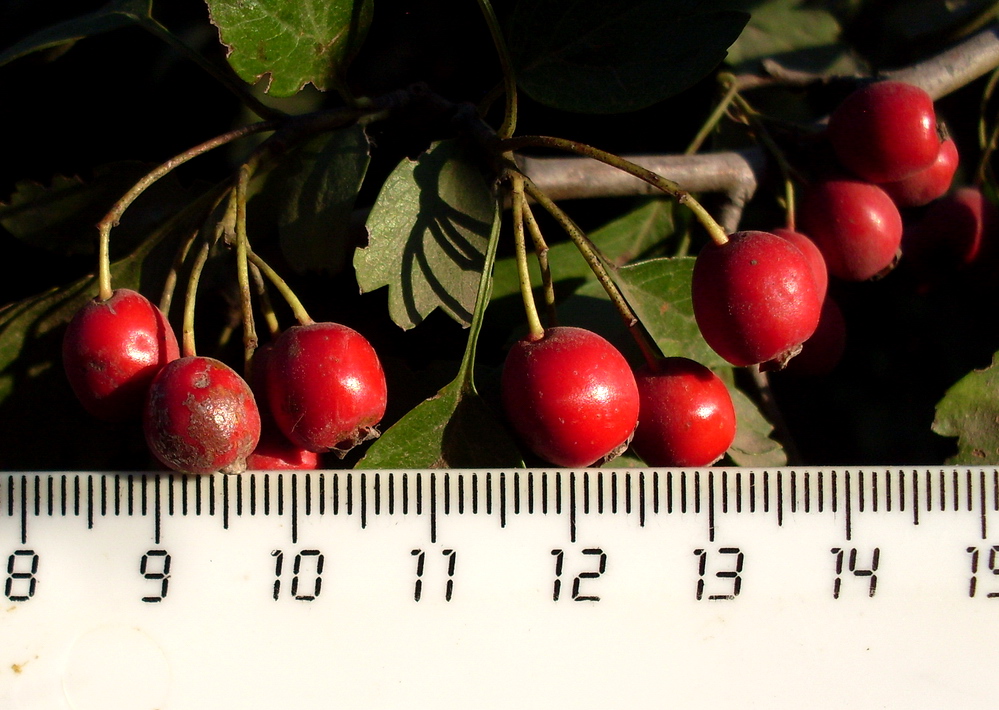 Изображение особи род Crataegus.