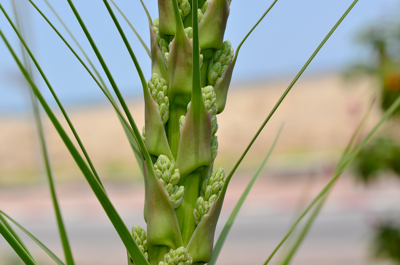 Изображение особи Beaucarnea recurvata.