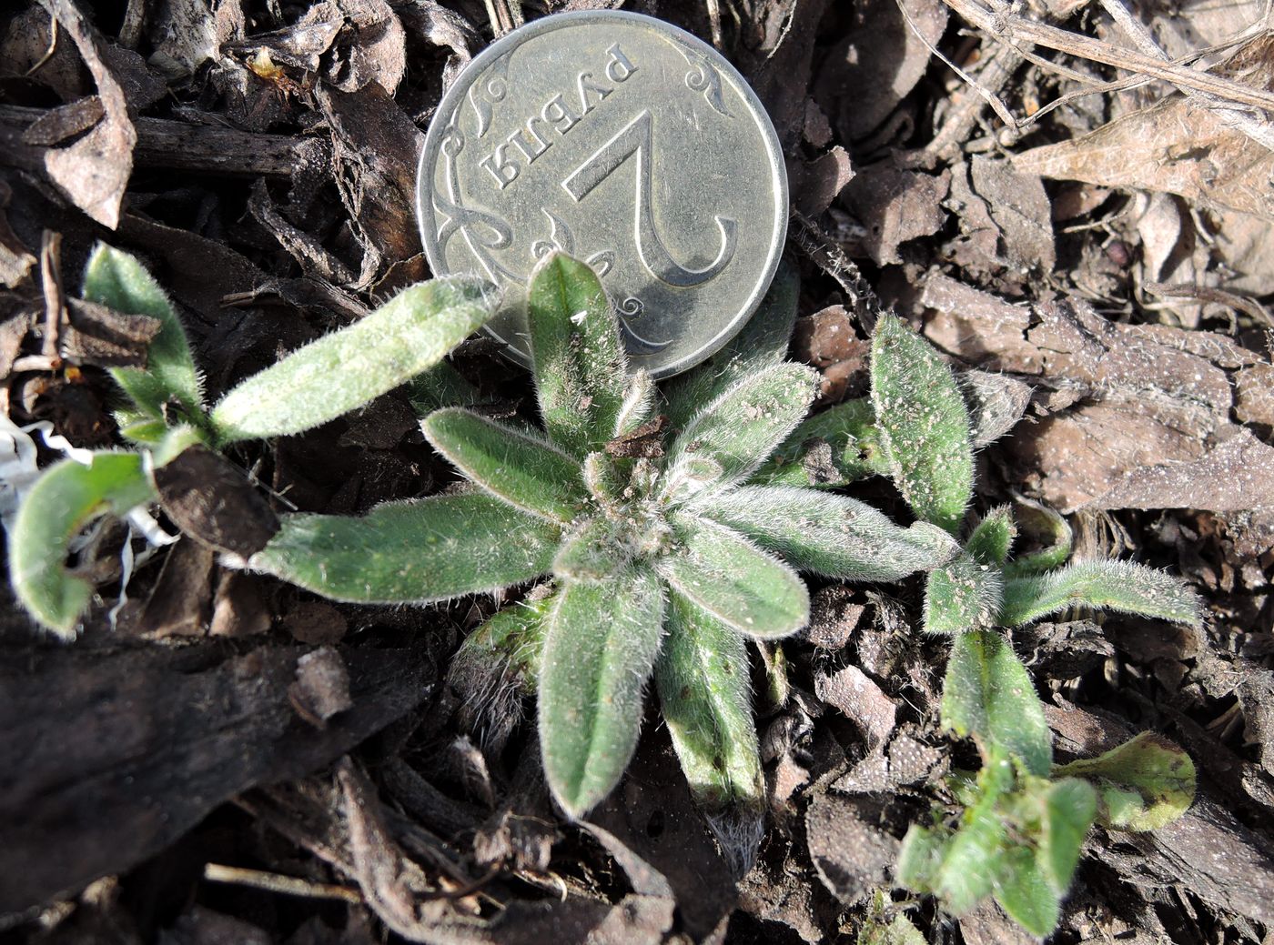 Изображение особи Echium vulgare.