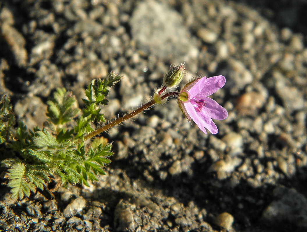 Image of Erodium cicutarium specimen.