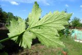 Geum urbanum. Лист (нижняя сторона). Республика Адыгея, г. Майкоп, во дворе дома у забора. 08.05.2016.