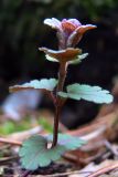 Glechoma hederacea