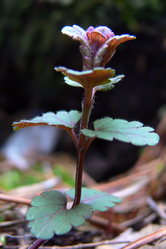 Изображение особи Glechoma hederacea.