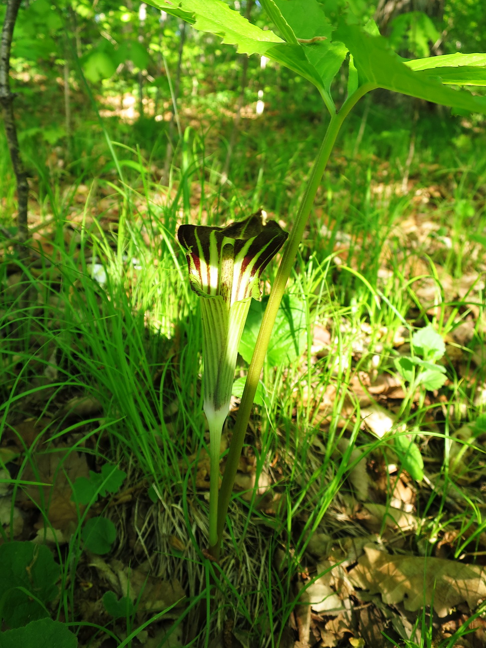 Image of Arisaema komarovii specimen.