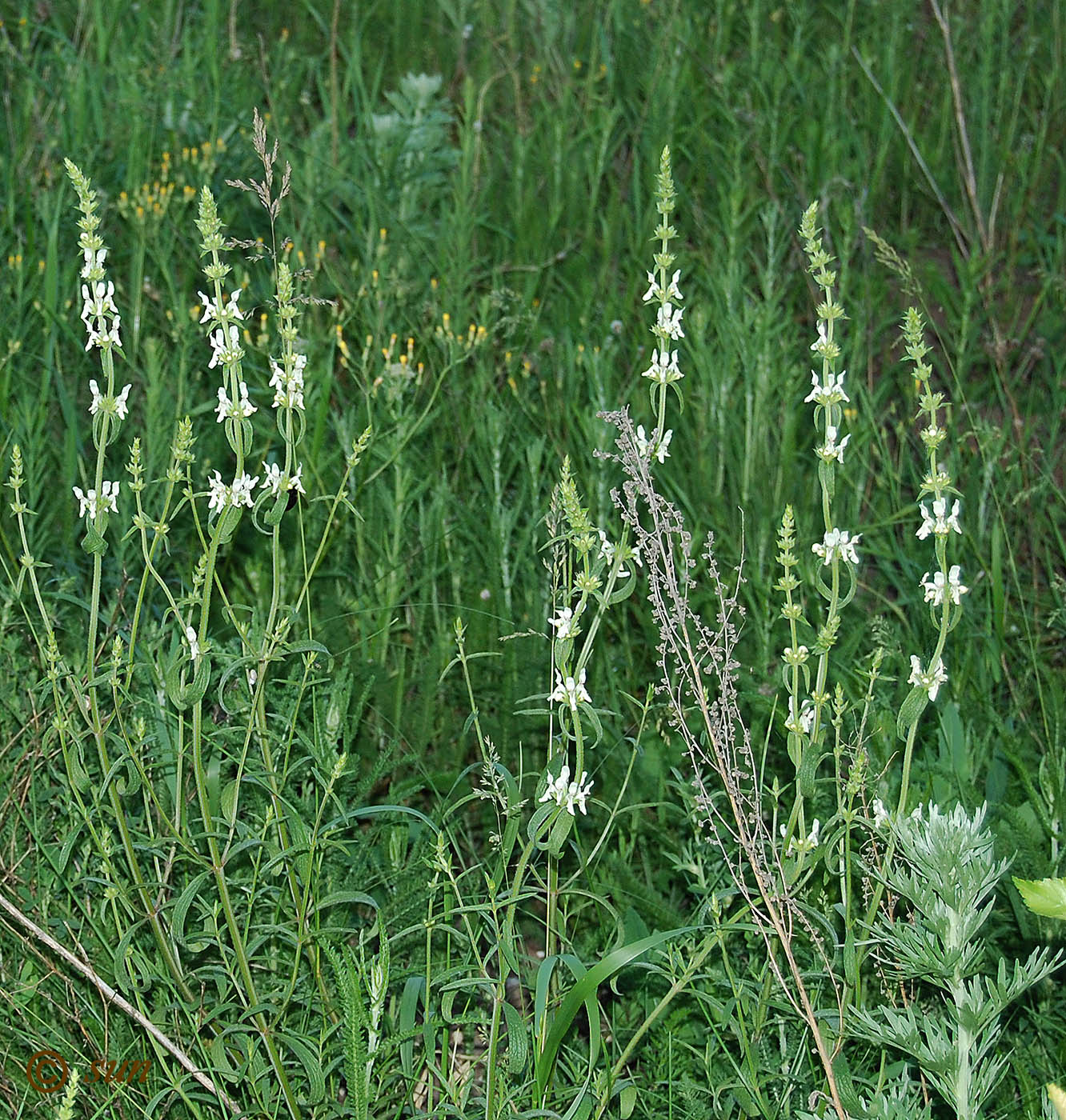 Изображение особи Stachys recta.