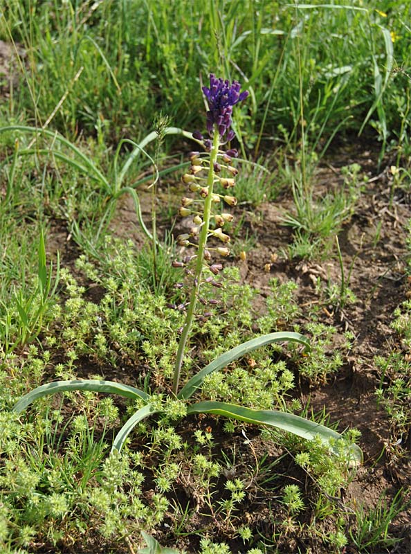 Изображение особи Leopoldia caucasica.