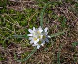 Ornithogalum fimbriatum