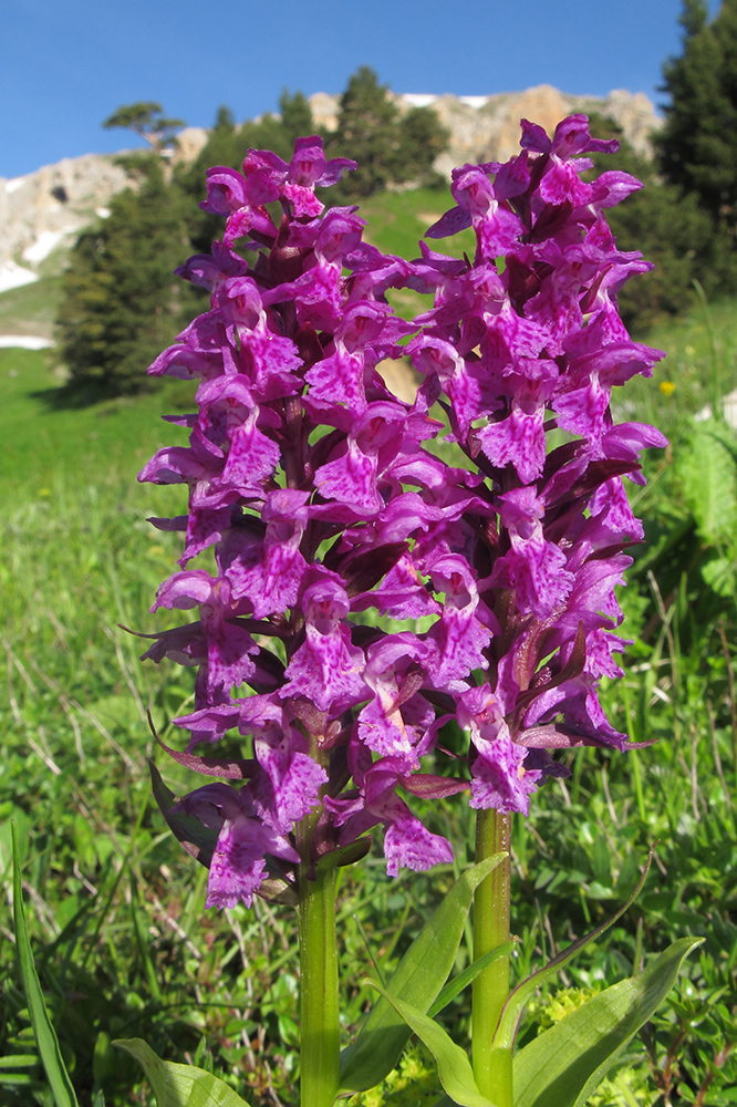 Изображение особи Dactylorhiza euxina.