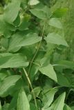 Clematis recta. Лист. Санкт-Петербург, Пушкинский р-н, Павловский парк, берег пруда. 23.06.2016.