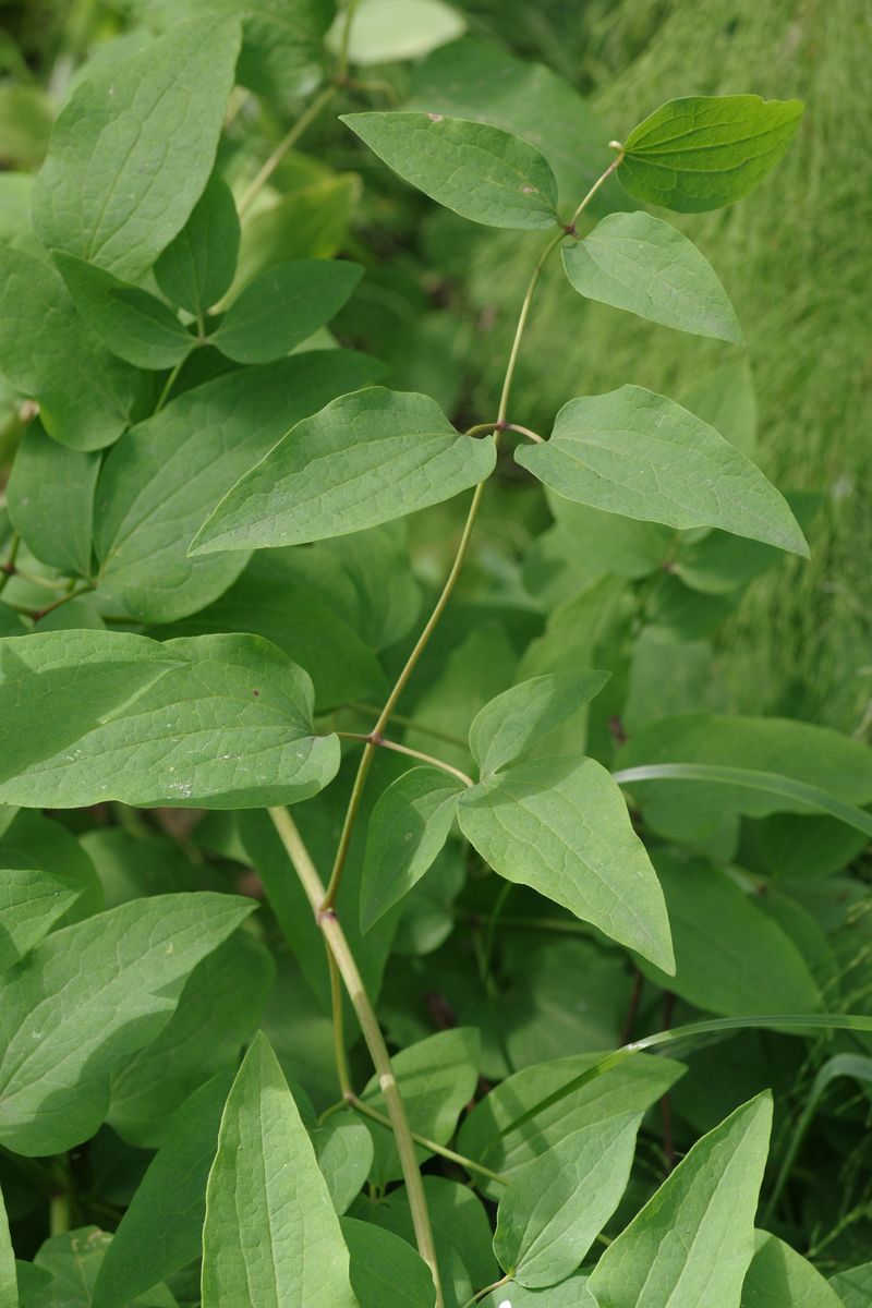 Image of Clematis recta specimen.