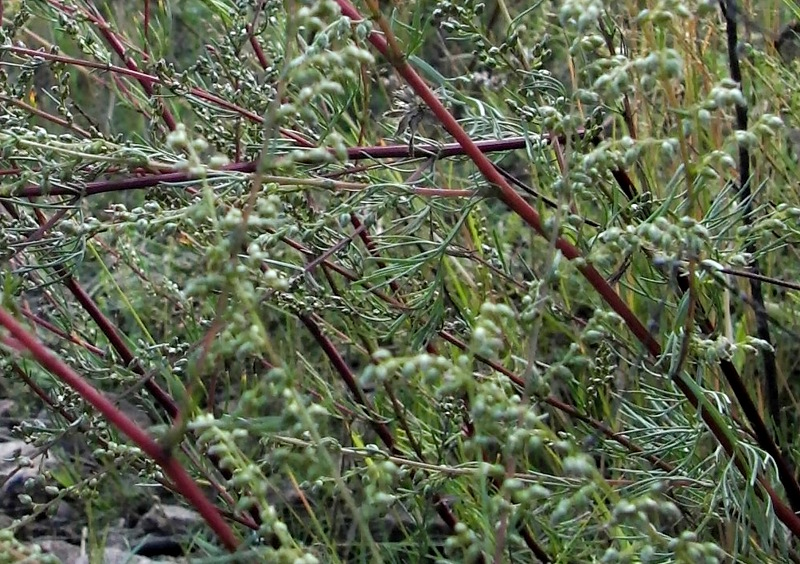 Изображение особи Artemisia campestris.