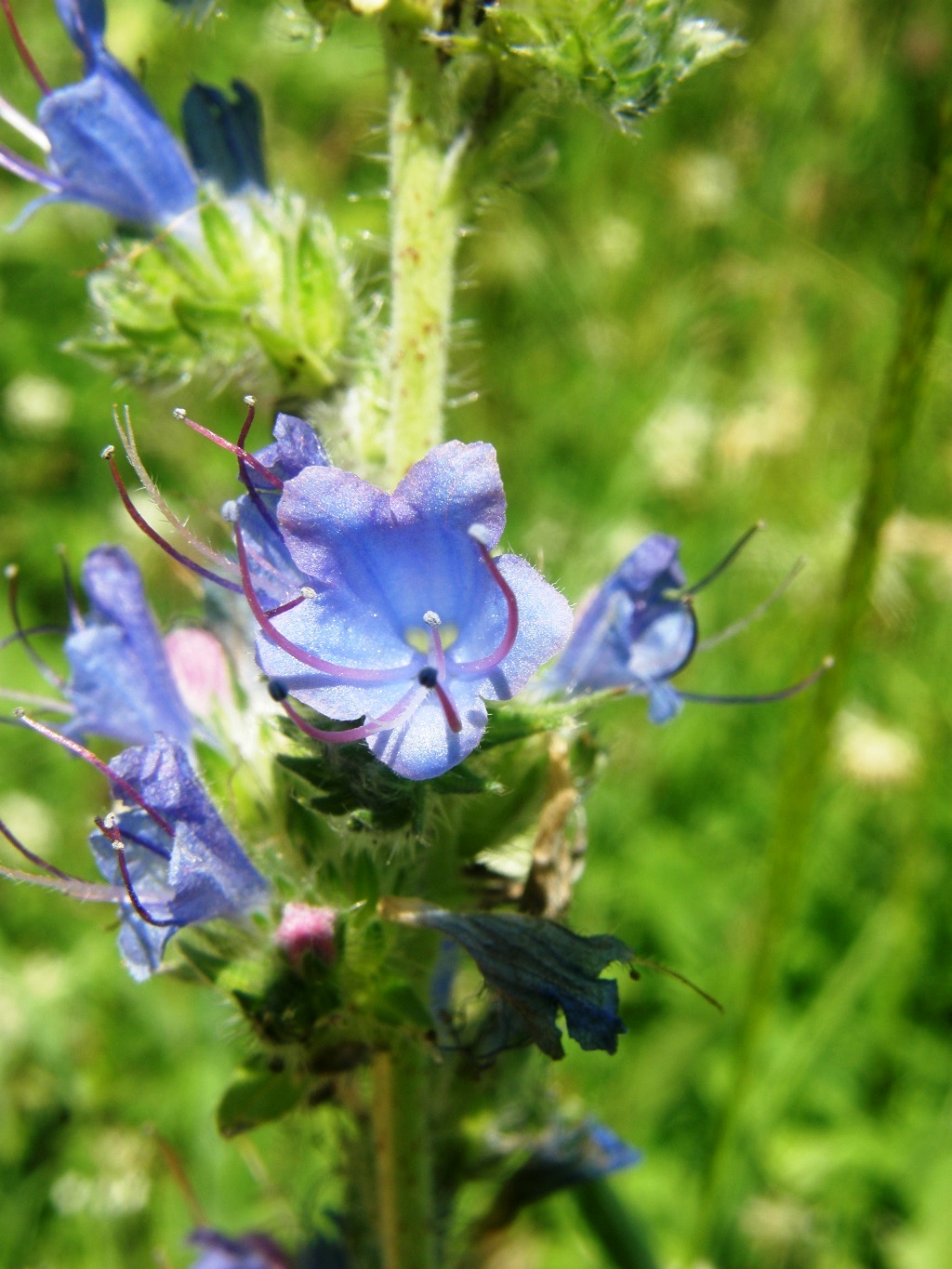 Изображение особи Echium vulgare.