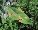Chenopodium album