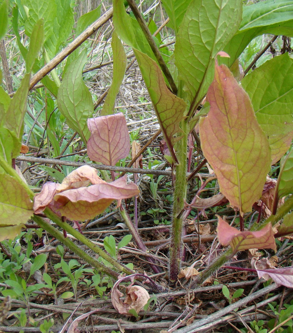 Image of Hesperis matronalis specimen.
