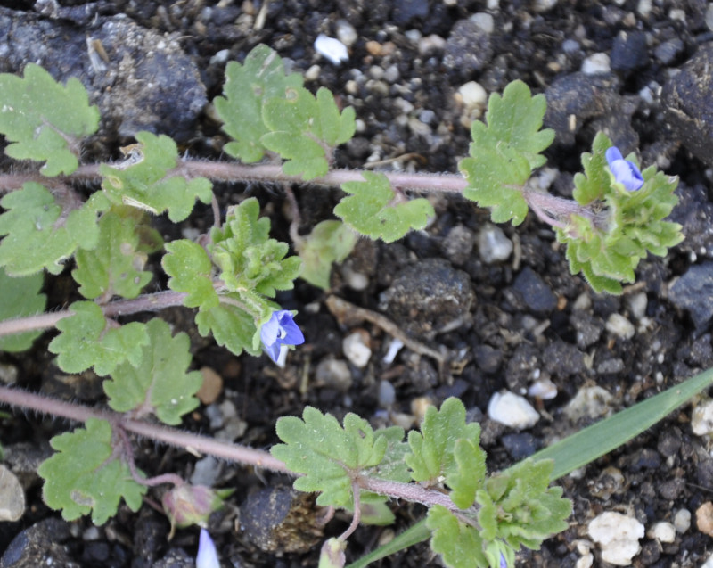 Image of Veronica polita specimen.