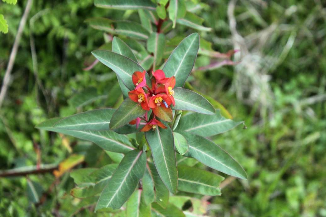Image of Euphorbia griffithii specimen.