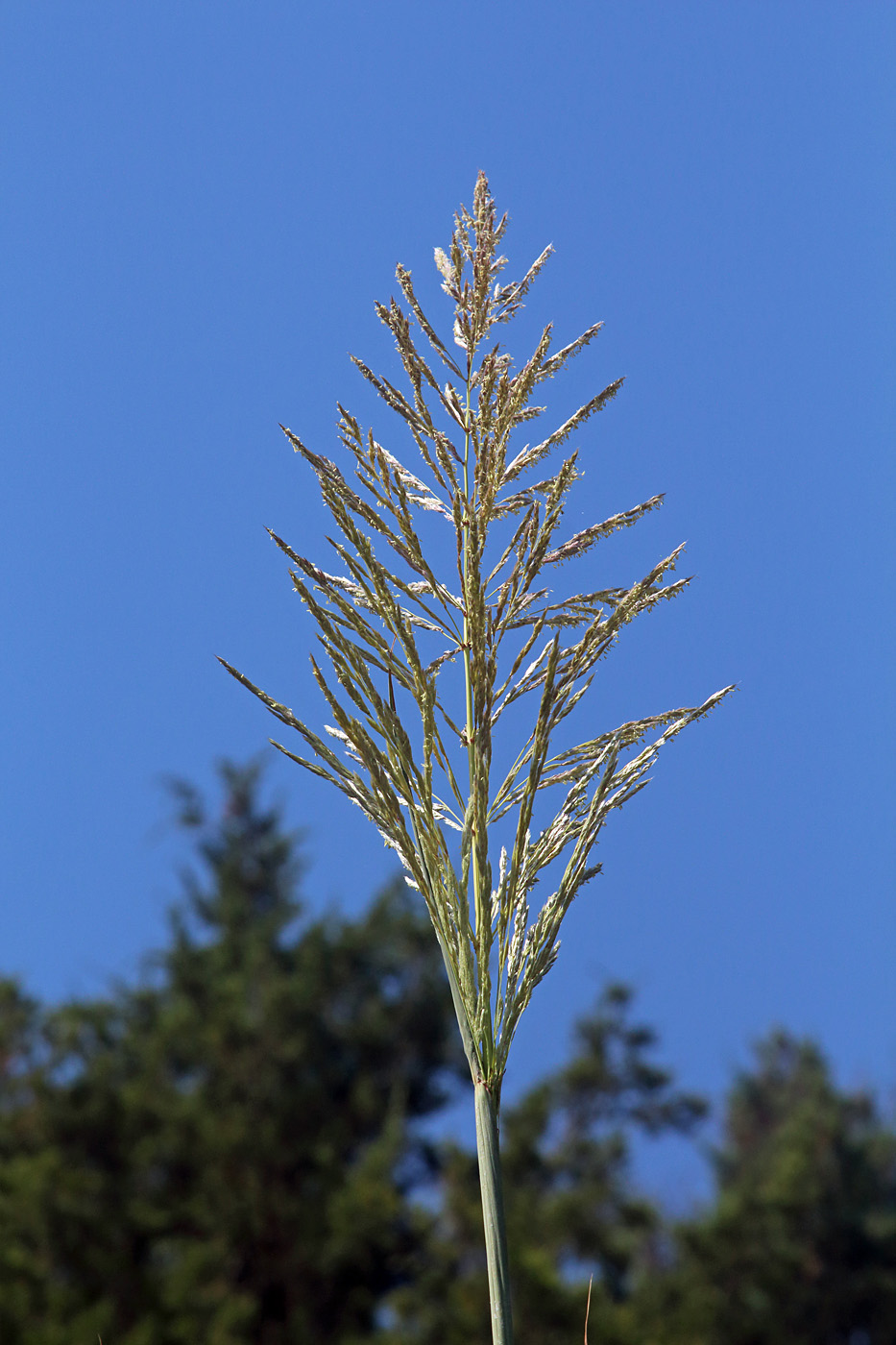 Image of Erianthus ravennae specimen.