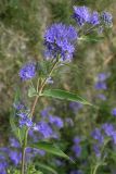 Caryopteris × clandonensis